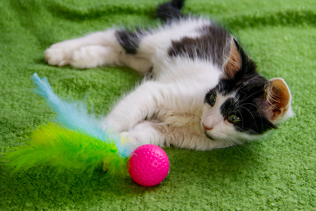 Does Catnip Make Cats Aggressive? Understanding the Effects of Catnip Toys